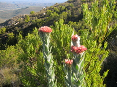 Syncarpha milleflora