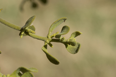 Phoradendron leucarpum tomentosum