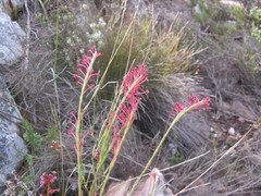 Struthiola macowanii