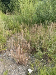Elymus sibiricus