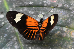 Heliconius melpomene