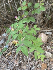 Vicia venosa baicalensis