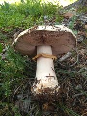 Agaricus amicosus