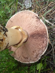 Agaricus amicosus