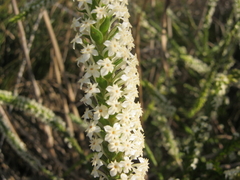 Struthiola hirsuta