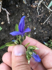 Gentianopsis barbellata
