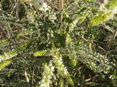 Struthiola hirsuta