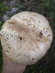 Agaricus amicosus