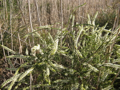 Struthiola hirsuta