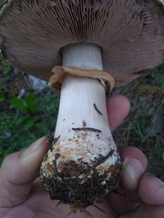 Agaricus amicosus