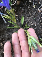 Gentianopsis barbellata