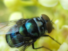 Chrysomya chloropyga