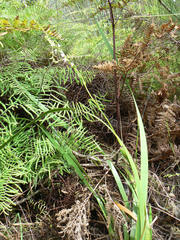 Gleichenia polypodioides