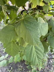 Acer tataricum