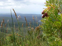 Leucadendron conicum