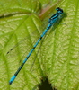 Northern Bluets - Photo (c) Roger Sanderson, some rights reserved (CC BY-NC)