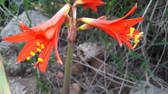 Zephyranthes phycelloides