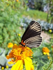 Chlosyne ehrenbergii