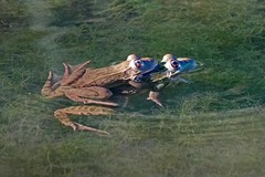 Lithobates chiricahuensis