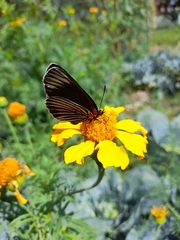 Chlosyne ehrenbergii