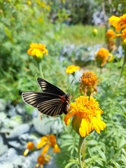 Chlosyne ehrenbergii