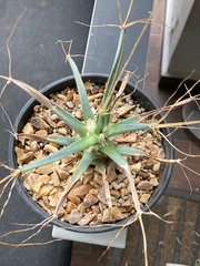 Leuchtenbergia