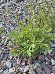 Pulsatilla dahurica