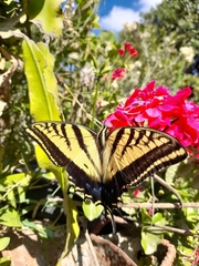 Papilio multicaudata