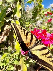 Papilio multicaudata