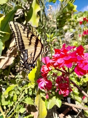 Papilio multicaudata