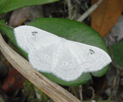 Problepsis aegretta aegretta