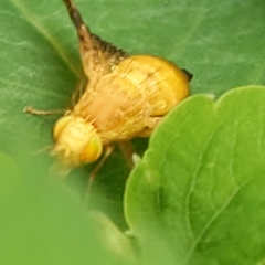 Icterica