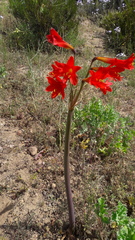 Zephyranthes phycelloides