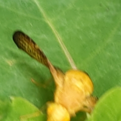 Icterica