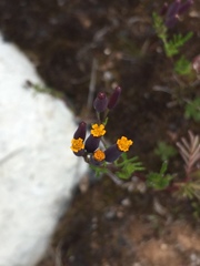 Tagetes multiflora