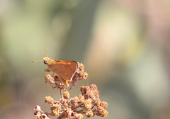 Ochlodes agricola