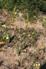 Bulbine succulenta