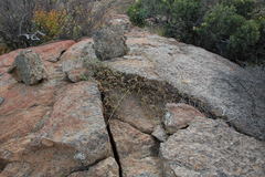 Rhynchosia schlechteri