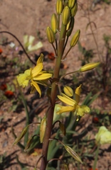 Bulbine succulenta