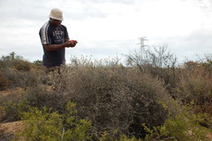 Rhynchosia schlechteri