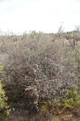 Rhynchosia schlechteri