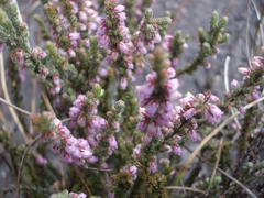 Erica garciae