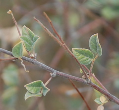 Rhynchosia schlechteri