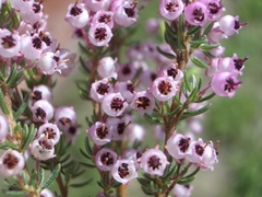 Erica grata