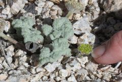 Oreonana vestita