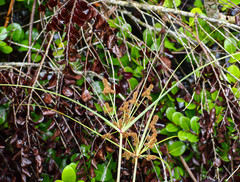 Cyperus ligularis image