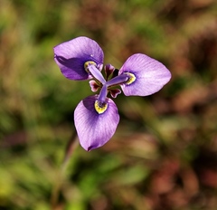 Moraea algoensis
