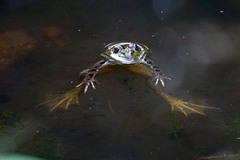 Lithobates chiricahuensis