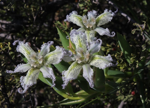 Ferraria ferrariola