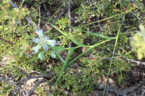 Ferraria ferrariola